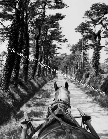 TREE-LINED ROAD HORSE